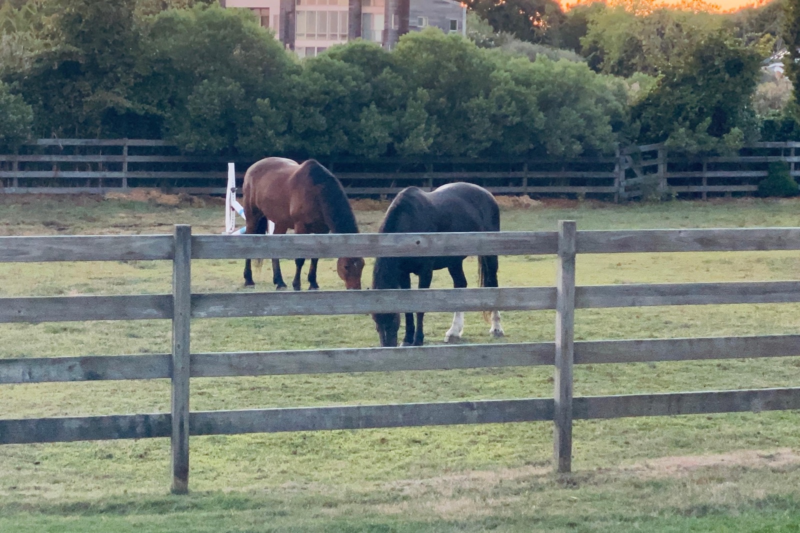 Two horses grazing behind a weathered fence on quiet Hamptons grounds.